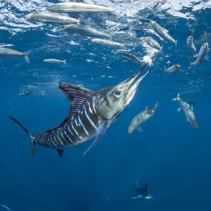 Striped Marlin Print: Sardine Feeding Scene Striped Marlin Print: Sardine Feeding Scene