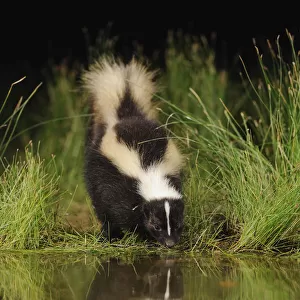 Striped Skunk (Mephitis mephitis) drinking from wetland lake at night, Fennessey Ranch