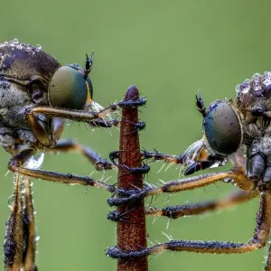 Striped slender robberflies (Leptogaster cylindrica). Ledston, Yorkshire, England, UK Striped slender robberflies (Leptogaster cylindrica). Ledston, Yorkshire, England, UK