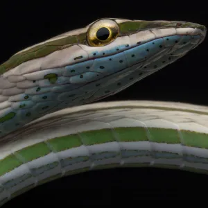 Striped vinesnake (Philodryas argentea) Yasuni National Park, Orellana, Ecuador