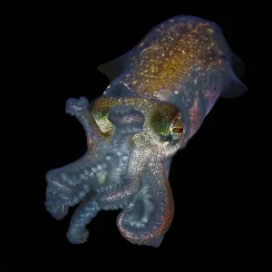 Stubby squid (Rossia pacifica) Nigei Island, Queen Charlotte Strait, British Columbia