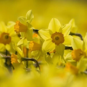 Study of Daffodils (Narcissus sp) grown for the commercial market, Happisburgh, Norfolk