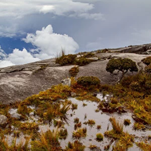 Sub-alpine vegetation on the granite rock close to the summit of Mount Kinabalu, Borneo