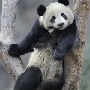 Un panda gigante subadulto (Ailuropoda melanoleuca) trepando en un árbol Reserva Natural Wolong. Un panda gigante subadulto (Ailuropoda melanoleuca) trepando en un árbol Reserva Natural Wolong.