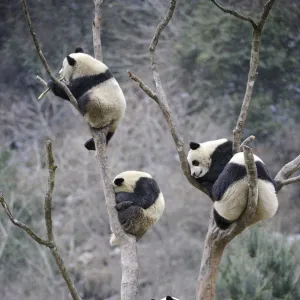 Four subadult giant pandas (Ailuropoda melanoleuca) climbing in a tree, Wolong Nature Reserve