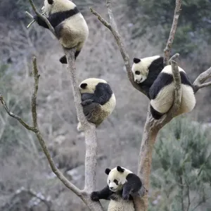 Cuatro subadultos de panda gigante (Ailuropoda melanoleuca) trepando en un árbol, Reserva Natural Wolong. Cuatro subadultos de panda gigante (Ailuropoda melanoleuca) trepando en un árbol, Reserva Natural Wolong.