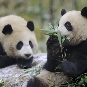 Dos subadultos de panda gigante (Ailuropoda melanoleuca) alimentándose de bambú, Reserva Natural Wolong. Dos subadultos de panda gigante (Ailuropoda melanoleuca) alimentándose de bambú, Reserva Natural Wolong.