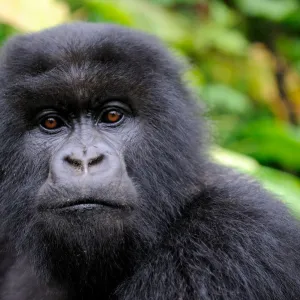 Subadult Mountain gorilla (Gorilla beringei) portrait, Volcanoes National Park, Rwanda