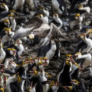 Subantarctic or Brown skua (Stercorarius antarcticus) stealing an egg from a Royal