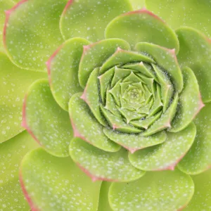 Succulent (Aeonium pseudourbicum) close up covered in dew, Tenerife, Canary Islands, Europe