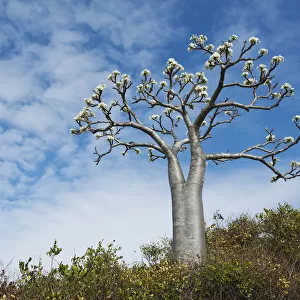 Succulent tree (Pachypodium rutenbergianum), Ramena, Madagascar