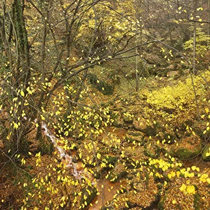 Sucha Kamenice / Creek in wood covered in fallen leaves, Hrensko, Ceske Svycarsko