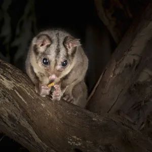 Sugar glider (Petaurus breviceps) eats a meal worm (Tenebrio molitor) on a tree at night