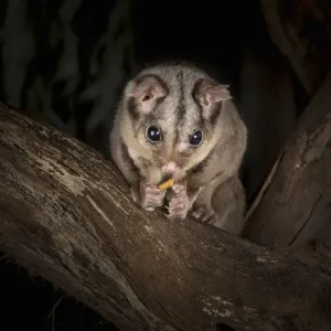 Sugar glider eating a mealworm on a tree branch. Print Sugar glider eating a mealworm on a tree branch. Print