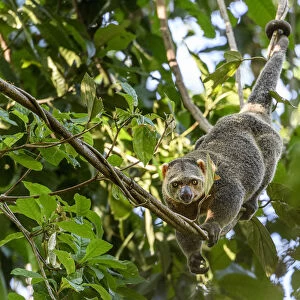 Sulawesi bear cuscus or Sulawesi bear phalanger (Ailurops ursinus) adult in forest canopy