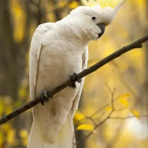 Le cacatoès à tête de soufre (Cacatua galerita) perché sur une branche, Parc national des Grampians.