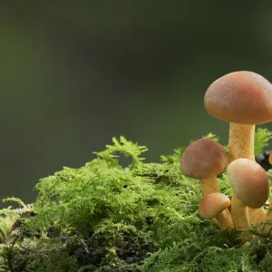 Sulphur tuft mushroom (Hypholoma fasciculare) Clare Glen, County Armagh, Northern Ireland