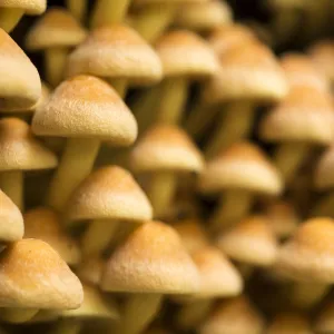 Sulphur tuft mushrooms (Hypholoma fasciculare), Hampstead Heath, England, UK. September