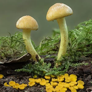 Sulphur tuft toadstool (Hypholoma fasciculare) and Lemon disco toad stool