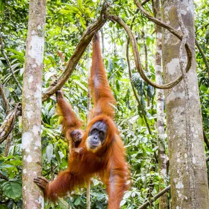 Sumatran orangutan (Pongo abelii) female with very young baby, Gunung Leuser National Park