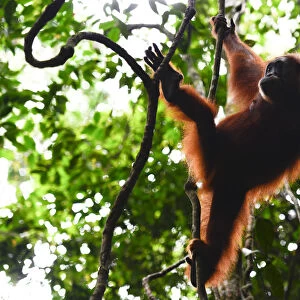 Sumatran orangutan (Pongo abelii) female moving between lianas, Gunung Leuser National Park
