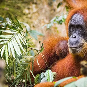 Sumatran Orangutan (Pongo abelii) female with very young baby, Gunung Leuser National Park