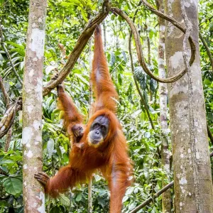 Sumatran Orangutan Print: Female with Young in Rainforest Sumatran Orangutan Print: Female with Young in Rainforest