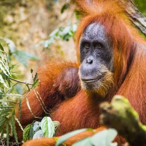 Sumatran Orangutan Print: Female with Baby Sumatran Orangutan Print: Female with Baby
