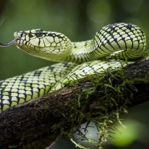 Sumatran pit viper (Trimeresurus sumatranus) female in rain forest understorey. Danum Valley