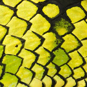Sumatran pitviper (Trimeresurus sumatranus), detail of scales