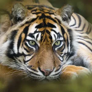Sumatran tiger (Panthera tigris sondaica). Captive, with digitally added leaf pattern Sumatran tiger (Panthera tigris sondaica). Captive, with digitally added leaf pattern
