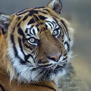 Sumatran tiger (Panthera tigris sondaica) portrait, captive