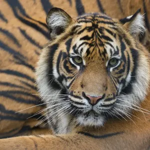 Sumatran tiger (Panthera tigris sumatrae), captive, occurs in Sumatra, Indonesia Sumatran tiger (Panthera tigris sumatrae), captive, occurs in Sumatra, Indonesia
