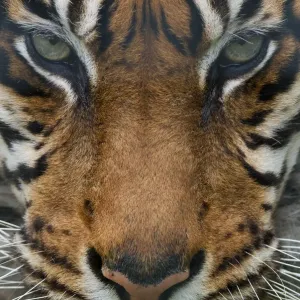 Sumatran tiger (Panthera tigris sumatrae) close-up head portrait, captive Sumatran tiger (Panthera tigris sumatrae) close-up head portrait, captive