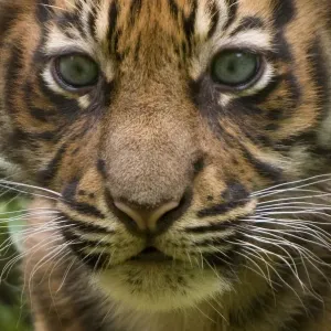 Sumatran tiger (Panthera tigris sumatrae) head portrait of male cub aged two months Sumatran tiger (Panthera tigris sumatrae) head portrait of male cub aged two months