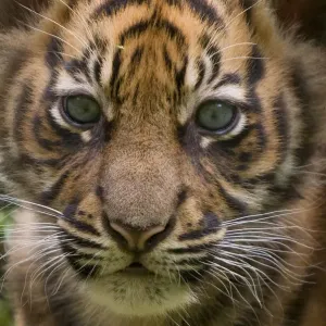 Sumatran tiger (Panthera tigris sumatrae) head portrait of male cub aged two months Sumatran tiger (Panthera tigris sumatrae) head portrait of male cub aged two months
