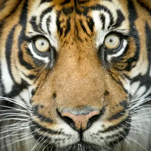 Sumatran Tiger Close-up Print Sumatran Tiger Close-up Print