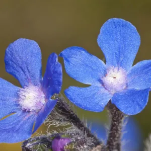 Summer Forget-me-not (Anchusa azurea) in flower, Chania, Crete, April