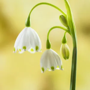 Summer snowflake (Leucojum aestivum), restricted to the Thames Valley Summer snowflake (Leucojum aestivum), restricted to the Thames Valley