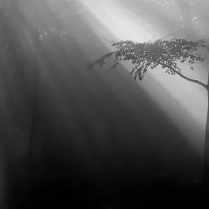 Sun Rays Print: Silhouetted Beech Tree in Peerdsbos Forest, Belgium Sun Rays Print: Silhouetted Beech Tree in Peerdsbos Forest, Belgium