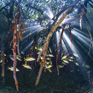 Sunbeams play through the roots of red mangrove trees (Rhizophora sp