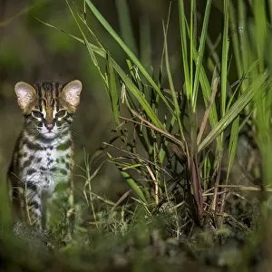 Sunda leopard cat (Prionailurus javanensis) kitten. Sabah, Malaysian Borneo