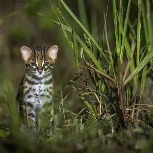 Chaton de leopard de Sunda (Prionailurus javanensis). Sabah, Bornéo malaisien. Chaton de leopard de Sunda (Prionailurus javanensis). Sabah, Bornéo malaisien.
