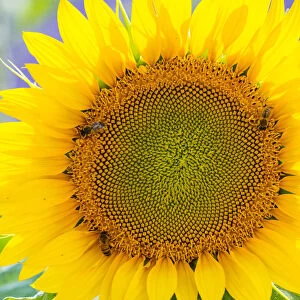 Sunflower (Helianthus annus) Valensole Plateau, Alpes Haute Provence, France, June