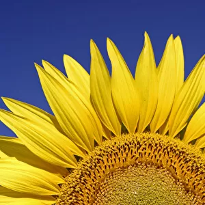 Sunflower (Helianthus annuus) Spain