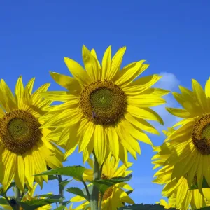 Sunflowers in Bloom Print, Norfolk Landscape Sunflowers in Bloom Print, Norfolk Landscape