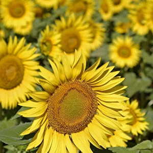 Sunflowers {Helianthus annuus} Spain