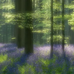Bluebell Print, Hallerbos Beech Wood Bluebell Print, Hallerbos Beech Wood