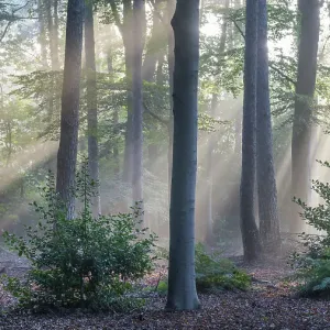 Sunrays through forest of Beech (Fagus sp.), Fir (Abies sp.) and Holly (Ilex sp.) trees, Peerdsbos, Brasschaat, Belgium. September Sunrays through forest of Beech (Fagus sp.), Fir (Abies sp.) and Holly (Ilex sp.) trees, Peerdsbos, Brasschaat, Belgium. September