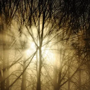 Sunrise breaking through misty woodland. Wales, UK, December. Did you know? There are 303